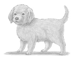 How to draw a Puppy