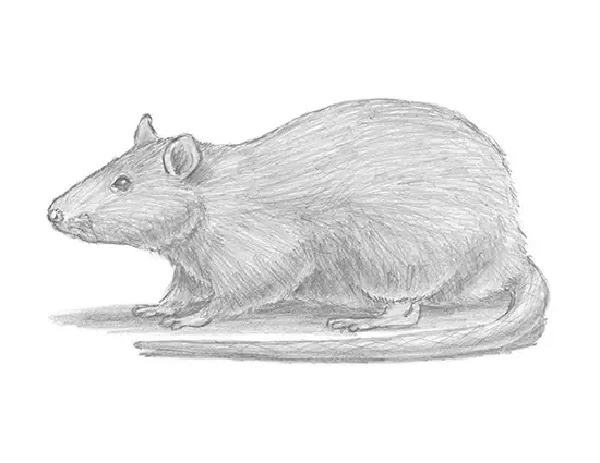 How to Draw a Rat