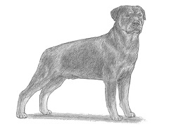 How to Draw a Rottweiler