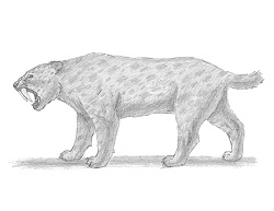 How to Draw a Smilodon
