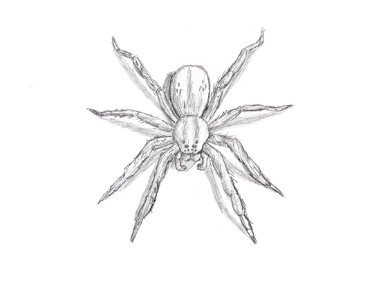 How to Draw a Spider