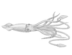 How to Draw a Giant Squid Tentacles