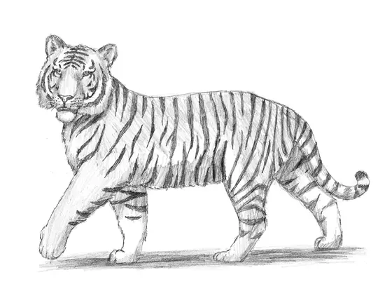 How to Draw a Tiger Siberian