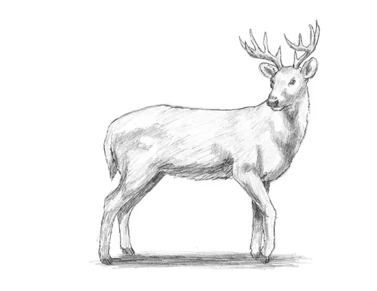 How to Draw a White Tail Deer