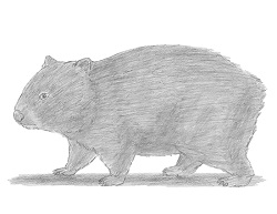 How to Draw a Wombat